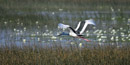 Bird in Flight Photography