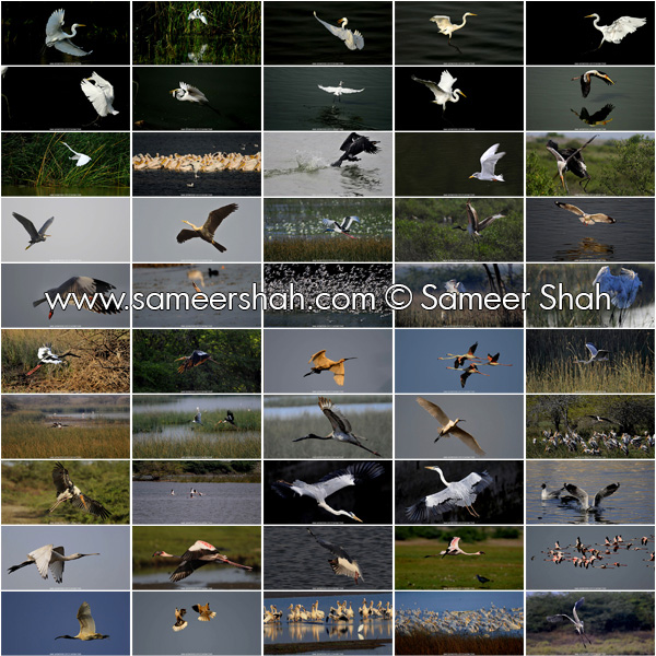 Sameer Shah